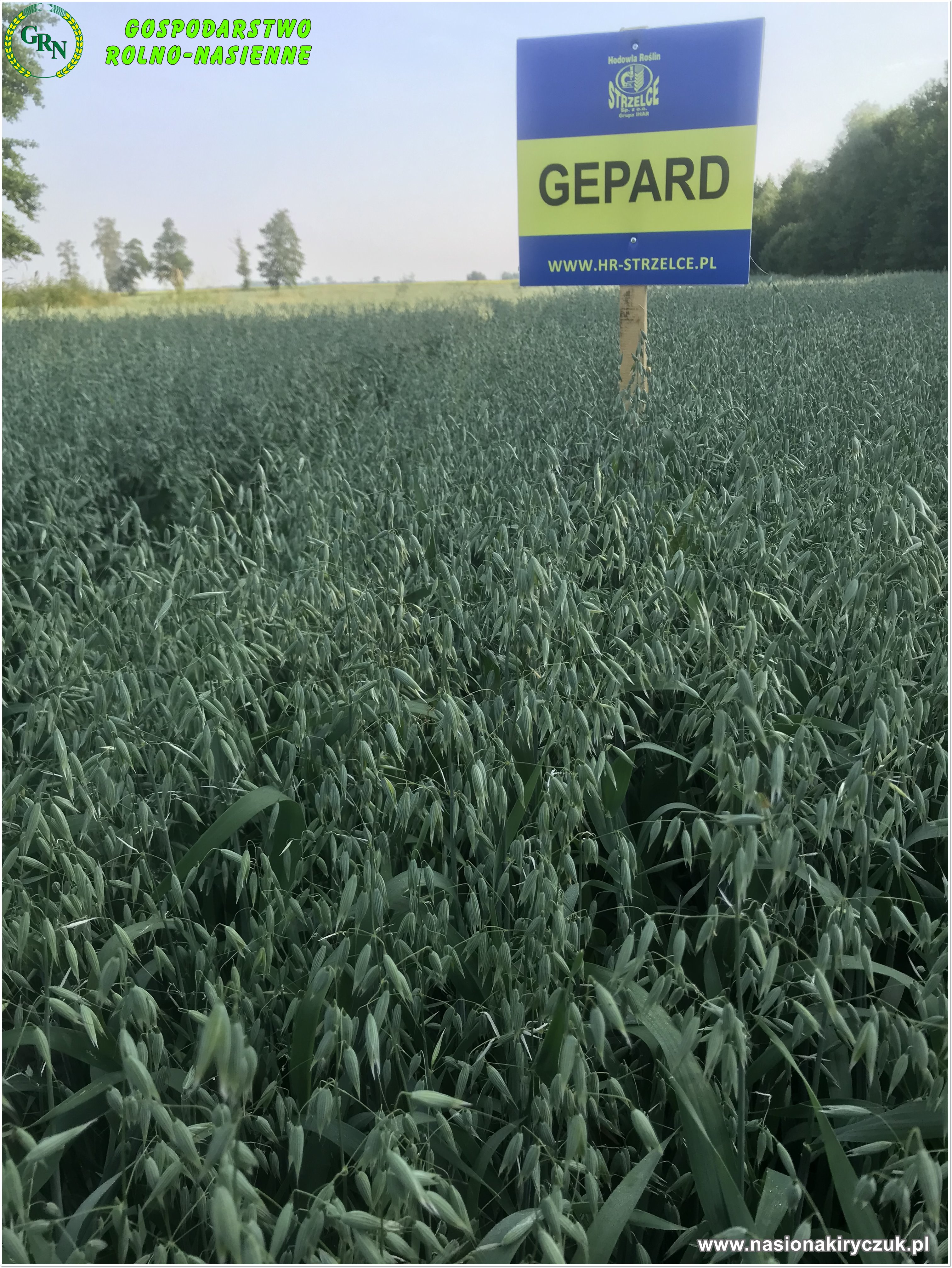 Owies Gepard1