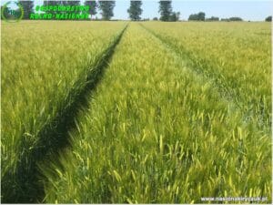 Plony 2021 nasiona kiryczuk Gospodarstwo Rolno-Nasienne Andrzej Kiryczuk