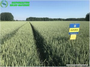 Plony 2021 nasiona kiryczuk Gospodarstwo Rolno-Nasienne Andrzej Kiryczuk