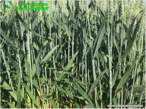 Plony 2021 nasiona kiryczuk Gospodarstwo Rolno-Nasienne Andrzej Kiryczuk