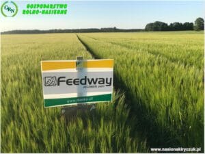 Plony 2021 nasiona kiryczuk Gospodarstwo Rolno-Nasienne Andrzej Kiryczuk