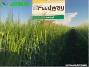 Plony 2021 nasiona kiryczuk Gospodarstwo Rolno-Nasienne Andrzej Kiryczuk