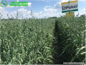 Plony 2021 nasiona kiryczuk Gospodarstwo Rolno-Nasienne Andrzej Kiryczuk