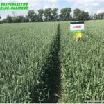 Plony 2021 nasiona kiryczuk Gospodarstwo Rolno-Nasienne Andrzej Kiryczuk