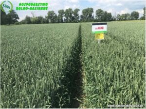 Plony 2021 nasiona kiryczuk Gospodarstwo Rolno-Nasienne Andrzej Kiryczuk