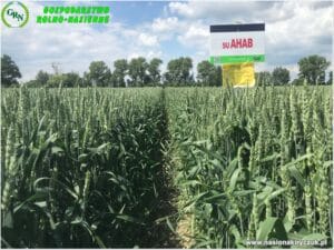 Plony 2021 nasiona kiryczuk Gospodarstwo Rolno-Nasienne Andrzej Kiryczuk