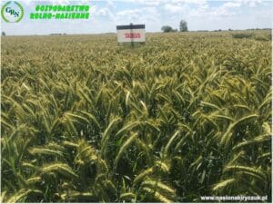 Plony 2021 nasiona kiryczuk Gospodarstwo Rolno-Nasienne Andrzej Kiryczuk