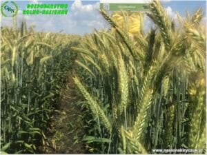 Plony 2021 nasiona kiryczuk Gospodarstwo Rolno-Nasienne Andrzej Kiryczuk