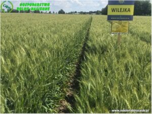 Plony 2021 nasiona kiryczuk Gospodarstwo Rolno-Nasienne Andrzej Kiryczuk