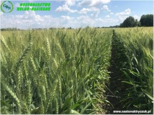 Plony 2021 nasiona kiryczuk Gospodarstwo Rolno-Nasienne Andrzej Kiryczuk