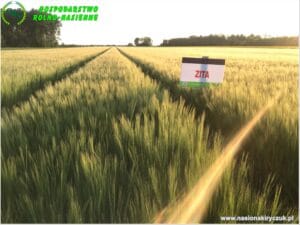 Plony 2021 nasiona kiryczuk Gospodarstwo Rolno-Nasienne Andrzej Kiryczuk