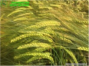 Plony 2021 nasiona kiryczuk Gospodarstwo Rolno-Nasienne Andrzej Kiryczuk