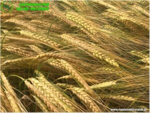 Plony 2021 nasiona kiryczuk Gospodarstwo Rolno-Nasienne Andrzej Kiryczuk