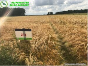 Plony 2021 nasiona kiryczuk Gospodarstwo Rolno-Nasienne Andrzej Kiryczuk