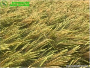 Plony 2021 nasiona kiryczuk Gospodarstwo Rolno-Nasienne Andrzej Kiryczuk