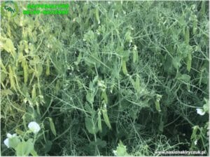 Plony 2021 nasiona kiryczuk Gospodarstwo Rolno-Nasienne Andrzej Kiryczuk