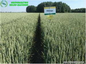 Plony 2021 nasiona kiryczuk Gospodarstwo Rolno-Nasienne Andrzej Kiryczuk