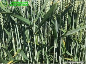 Plony 2021 nasiona kiryczuk Gospodarstwo Rolno-Nasienne Andrzej Kiryczuk