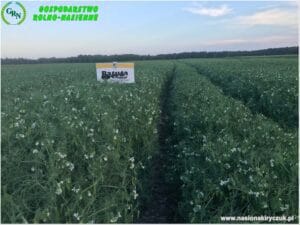 Plony 2021 nasiona kiryczuk Gospodarstwo Rolno-Nasienne Andrzej Kiryczuk