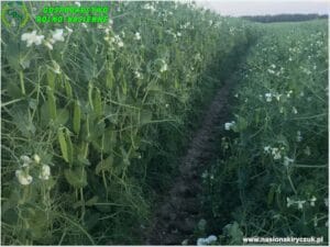 Plony 2021 nasiona kiryczuk Gospodarstwo Rolno-Nasienne Andrzej Kiryczuk