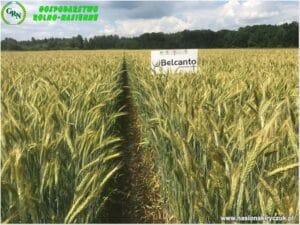 Plony 2021 nasiona kiryczuk Gospodarstwo Rolno-Nasienne Andrzej Kiryczuk