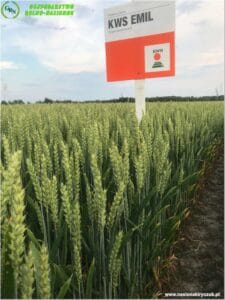 Plony 2022 1 Gospodarstwo Rolno-Nasienne Andrzej Kiryczuk