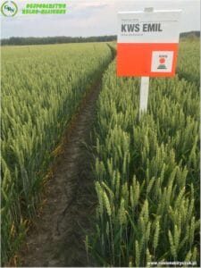 Plony 2022 2 Gospodarstwo Rolno-Nasienne Andrzej Kiryczuk