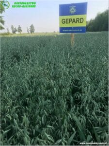 Plony 2022 3 Gospodarstwo Rolno-Nasienne Andrzej Kiryczuk