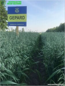 Plony 2022 4 Gospodarstwo Rolno-Nasienne Andrzej Kiryczuk