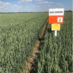 Plony 2022 5 Gospodarstwo Rolno-Nasienne Andrzej Kiryczuk