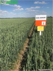 Plony 2022 5 Gospodarstwo Rolno-Nasienne Andrzej Kiryczuk