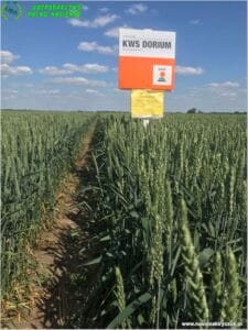 Plony 2022 6 Gospodarstwo Rolno-Nasienne Andrzej Kiryczuk