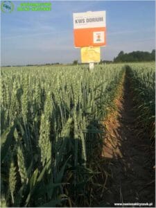 Plony 2022 7 Gospodarstwo Rolno-Nasienne Andrzej Kiryczuk