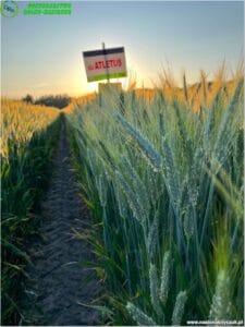 plony 2023 1 Gospodarstwo Rolno-Nasienne Andrzej Kiryczuk