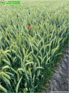 plony 2023 10 Gospodarstwo Rolno-Nasienne Andrzej Kiryczuk