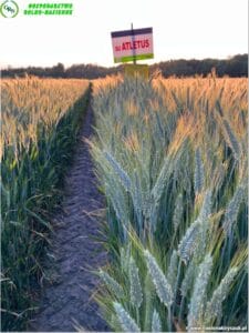 plony 2023 2 Gospodarstwo Rolno-Nasienne Andrzej Kiryczuk