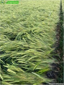 plony 2023 3 Gospodarstwo Rolno-Nasienne Andrzej Kiryczuk