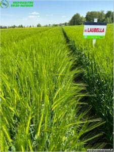 plony 2023 4 Gospodarstwo Rolno-Nasienne Andrzej Kiryczuk