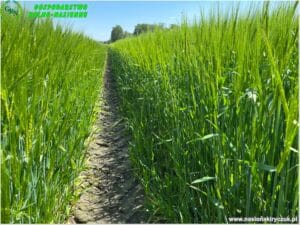 plony 2023 5 Gospodarstwo Rolno-Nasienne Andrzej Kiryczuk