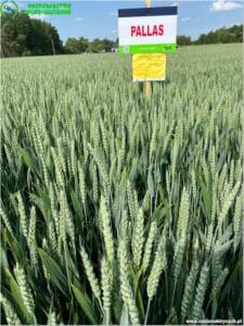 plony 2023 6 Gospodarstwo Rolno-Nasienne Andrzej Kiryczuk