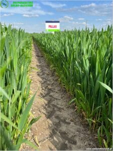 plony 2023 7 Gospodarstwo Rolno-Nasienne Andrzej Kiryczuk