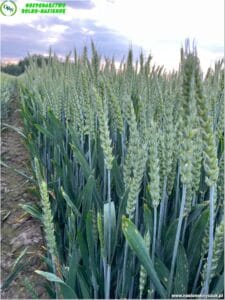 plony 2023 8 Gospodarstwo Rolno-Nasienne Andrzej Kiryczuk