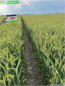 plony 2023 9 Gospodarstwo Rolno-Nasienne Andrzej Kiryczuk