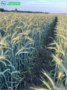 plony 2024 Gospodarstwo Rolno-Nasienne Andrzej Kiryczuk