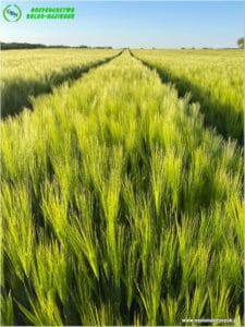 plony 2024 10 Gospodarstwo Rolno-Nasienne Andrzej Kiryczuk