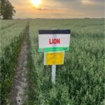 plony 2024 2 Gospodarstwo Rolno-Nasienne Andrzej Kiryczuk