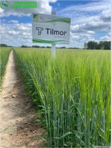 plony 2024 3 Gospodarstwo Rolno-Nasienne Andrzej Kiryczuk