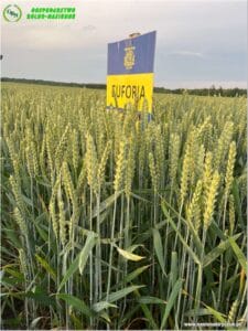 plony 2024 4 Gospodarstwo Rolno-Nasienne Andrzej Kiryczuk