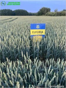 plony 2024 5 Gospodarstwo Rolno-Nasienne Andrzej Kiryczuk