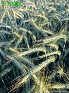 plony 2024 7 Gospodarstwo Rolno-Nasienne Andrzej Kiryczuk